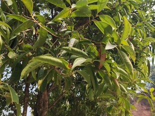 绿叶繁茂的树木景象