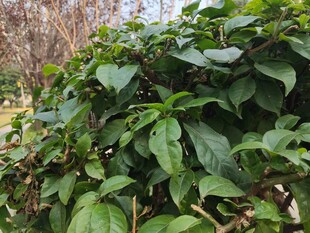 绿叶繁茂的植物景观