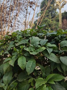 绿叶繁茂的植物景观