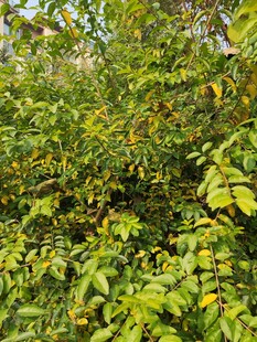 繁茂绿叶植物景观