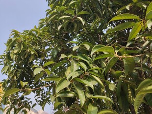 绿叶繁茂的树木