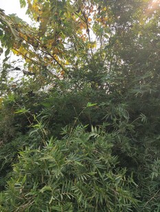 茂密绿植阳光洒落景象