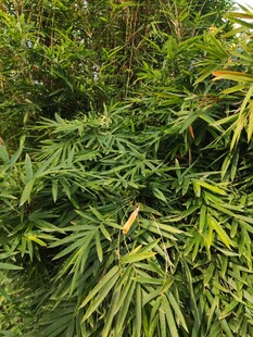 翠绿繁茂的热带植物景观