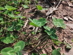 地面生长的绿色植物