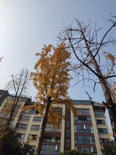 秋日楼前黄叶树