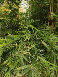 茂密竹林绿意盎然