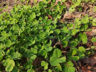 嫩绿青菜苗生机盎然