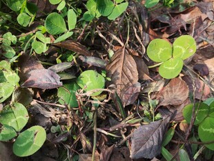 地面上的绿叶与枯叶