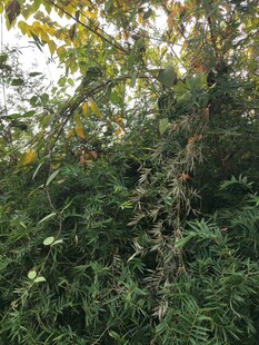 繁茂绿植中的斑驳树干