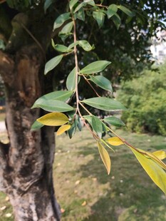 树枝上的黄绿相间叶片