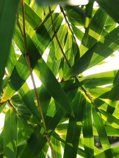 阳光下的翠绿竹叶