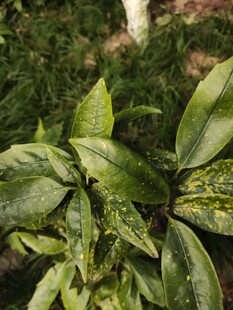 翠绿叶片上的斑驳痕迹