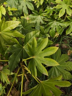 翠绿掌状叶片植物特写