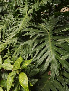 羽状叶片的绿植特写