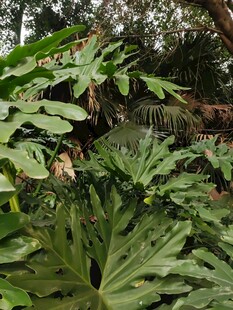 繁茂的热带绿植景观