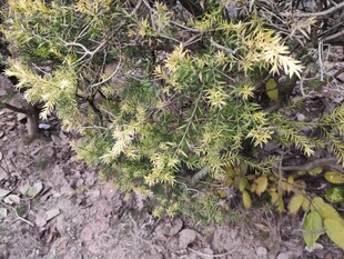 绿叶繁茂的植物景观