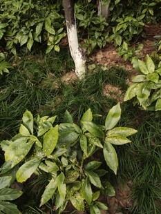 绿叶繁茂的植物景观