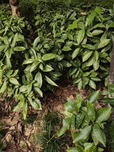 茂密绿植中的生机景象