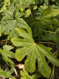 翠绿大叶片植物特写