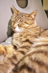 酣睡的条纹猫咪