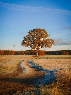 旷野孤树 霜晨静谧之景