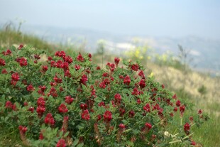 山坡上绽放的艳丽红花朵