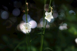 白色铃状小花 清新自然