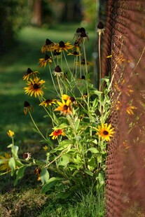 墙边绽放的多彩野花