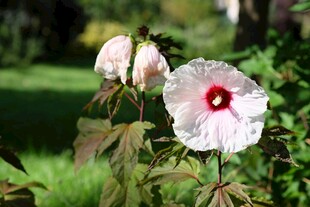 娇艳木槿花绽放于绿野