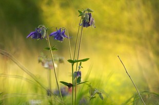 阳光下的紫色野花