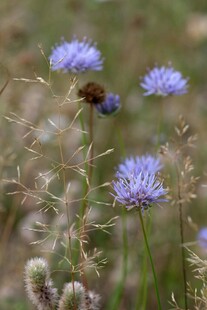 蓝花上的甲虫与美丽花朵