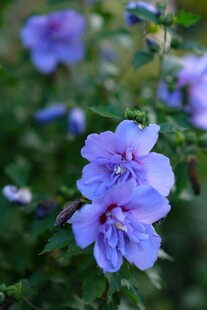 蓝紫色小花绽放于绿叶间