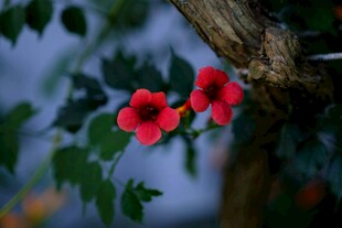 枝头绽放的艳丽红花朵