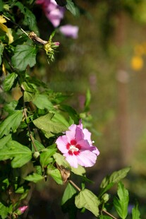 娇艳木槿花绽放枝头
