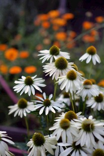 白色雏菊绽放于花丛中