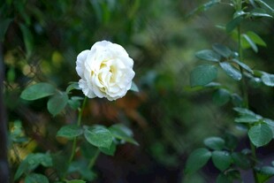 白色蔷薇绽放绿叶间