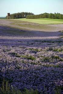 紫色薰衣草花海浪漫景致