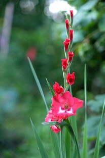 娇艳红色剑兰花绽放