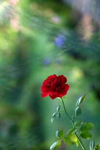 娇艳红花朵 绿意衬芳华