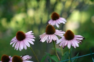 紫锥菊绽放于绿意间