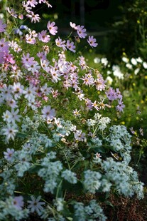 多彩花卉绽放于自然间