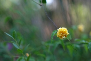 黄色小花绽放于绿叶间