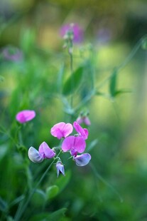 娇艳粉花绽放于绿意间