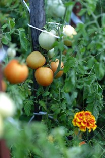 番茄植株上的多彩果实