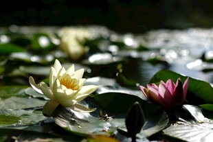 水中绽放的美丽睡莲