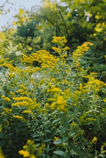 金黄灿烂的野外花卉景观