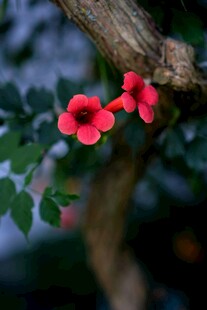 枝头绽放的两朵艳丽红花