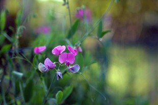 粉色小花绽放于绿意间