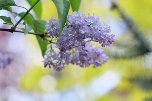 紫丁香花枝特写