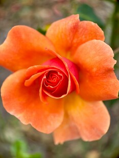 橙色娇艳月季花